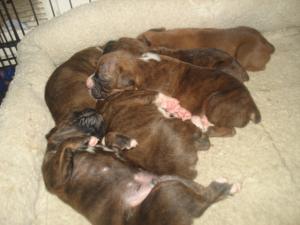 BeautifulBoxerPuppies